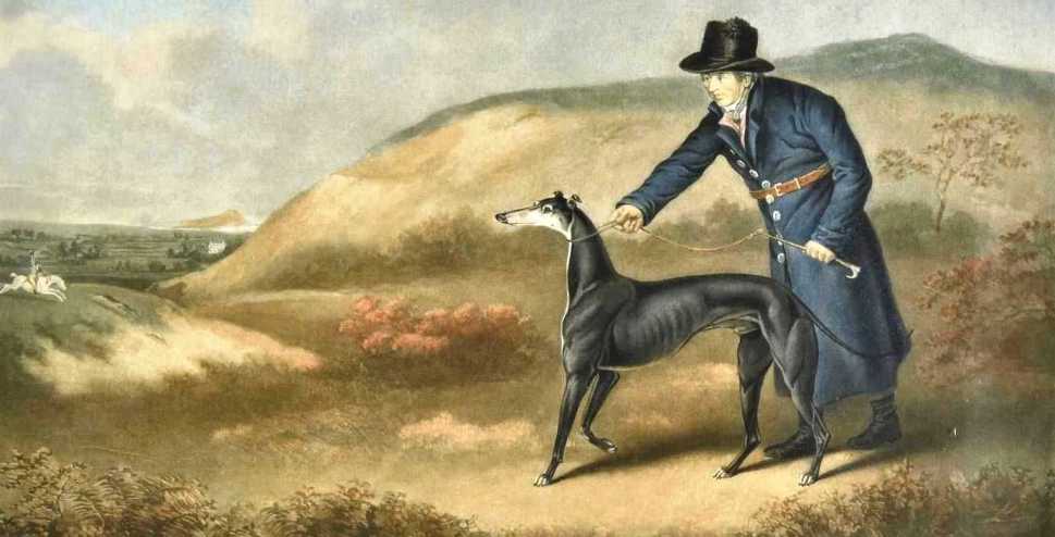 The celebrated English coursing (racing) Greyhound Snowdrop  (published 1807)   