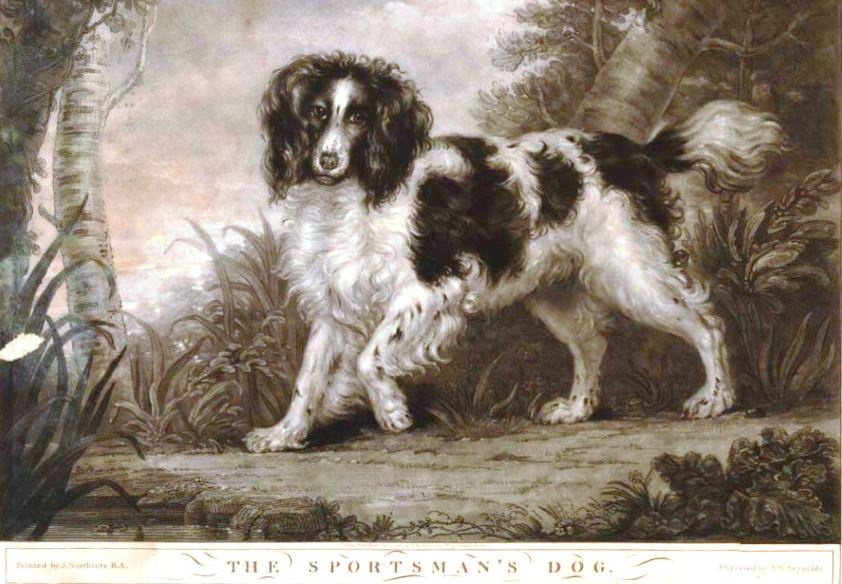 A black and white spaniel (published 1800)