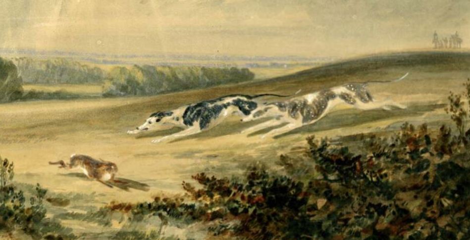 Two greyhounds coursing after a hare (by John Wray Snow, 1837)